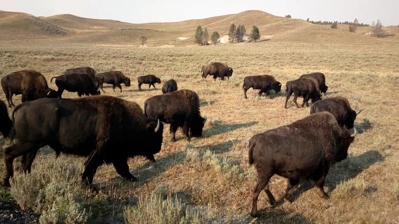 Yellowstone